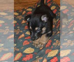 Pumpkins Litter Amber  - Located in SC - Female Mutt Dog for Adoption - Photo #2