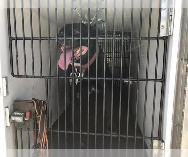 Medium Photo #1 Mastiff-Unknown Mix Puppy For Sale in Pasadena, CA, USA