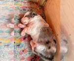 Small Photo #3 Miniature American Shepherd Puppy For Sale in MISSION, TX, USA
