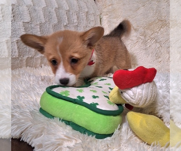Medium Photo #2 Pembroke Welsh Corgi Puppy For Sale in ARROYO GRANDE, CA, USA