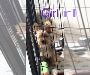 Yorkshire Terrier Puppy for sale in KATY, TX, USA
