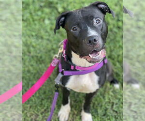 American Pit Bull Terrier-Staffordshire Bull Terrier Mix Dogs for adoption in Princeton, MN, USA