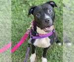 Small American Pit Bull Terrier-Staffordshire Bull Terrier Mix
