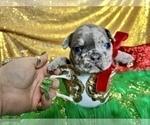 Small Photo #21 French Bulldog Puppy For Sale in HAYWARD, CA, USA