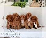 Small #1 Cavapoo (Miniature)