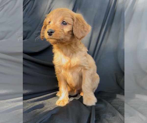 Medium Photo #3 Cavapoo-Goldendoodle Mix Puppy For Sale in KALAMAZOO, MI, USA