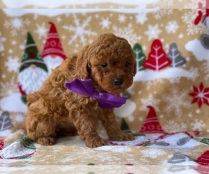 Poodle (Miniature) Puppy for sale in LANCASTER, PA, USA