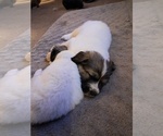 Small Photo #5 Great Pyrenees Puppy For Sale in BANCROFT, WI, USA