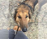 Small #3 Collie-German Shepherd Dog Mix