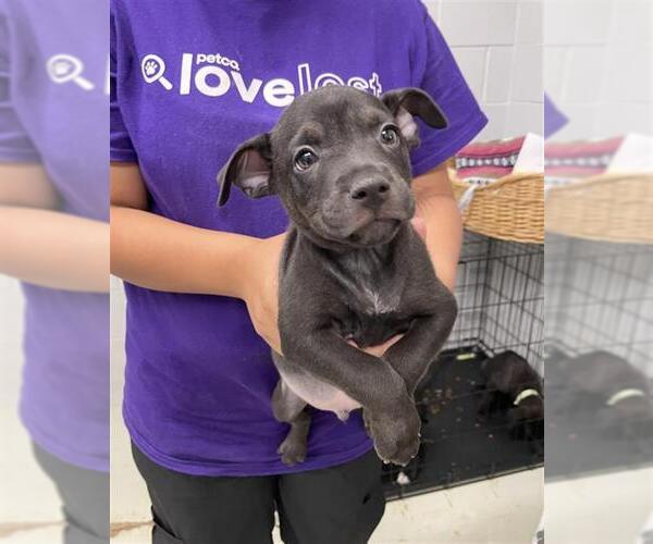 Medium Photo #2 Labrador Retriever-Unknown Mix Puppy For Sale in Rosenberg, TX, USA