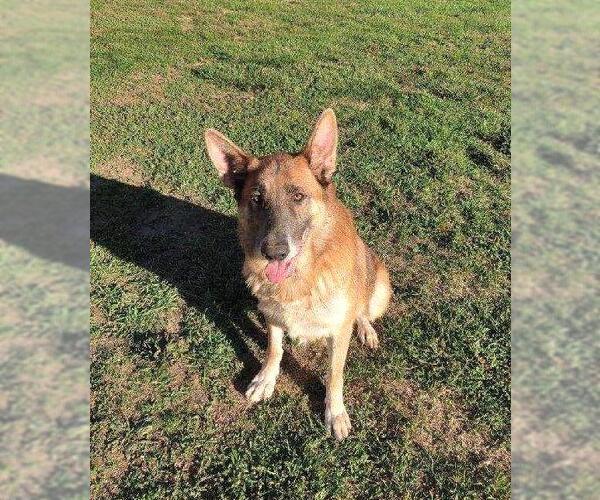 Medium Photo #4 German Shepherd Dog Puppy For Sale in Rootstown, OH, USA