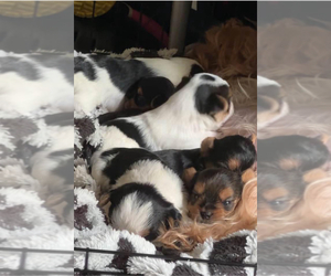 Yorkshire Terrier Puppy for sale in WALDORF, MD, USA