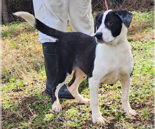 Medium Photo #4 Bulldog-Labrador Retriever Mix Puppy For Sale in Wetumpka, AL, USA