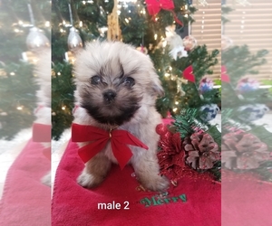 Maltipom-Maltipoo Mix Puppy for sale in SUGAR CITY, ID, USA