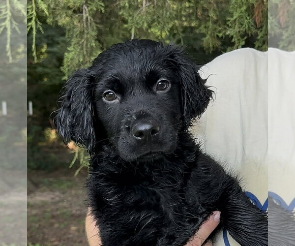 Medium Photo #1 Colonial Cocker Spaniel-Unknown Mix Puppy For Sale in Thomasville, NC, USA