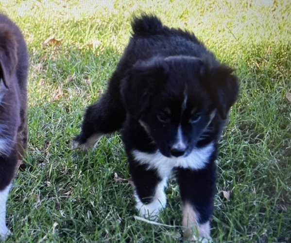 Medium Photo #1 Miniature Australian Shepherd Puppy For Sale in RANGER, TX, USA
