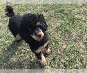 Poodle (Toy) Puppy for Sale in OLIVE BRANCH, Mississippi USA