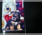 Image preview for Ad Listing. Nickname: Toy Yorkie