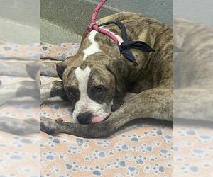 Boxer-Unknown Mix Dogs for adoption in Las Vegas, NV, USA