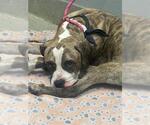 Small Boxer Mix