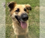 Small #1 Collie Mix
