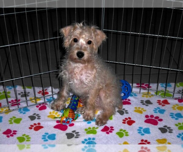Medium Photo #4 Schnoodle (Miniature) Puppy For Sale in ORO VALLEY, AZ, USA
