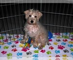 Small #3 Schnoodle (Miniature)