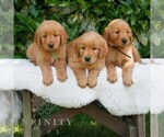 Small #1 Golden Retriever