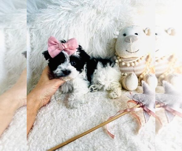 Medium Photo #1 Maltipoo Puppy For Sale in PEMBROKE PINES, FL, USA