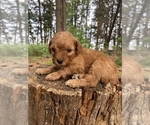 Small Photo #3 Poodle (Miniature) Puppy For Sale in RUDD, IA, USA