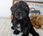 Small Photo #62 ShihPoo Puppy For Sale in GOSHEN, IN, USA