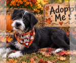 Small Photo #3 Affenpinscher-Unknown Mix Puppy For Sale in Yardley, PA, USA