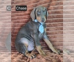 Small #1 Doberman Pinscher