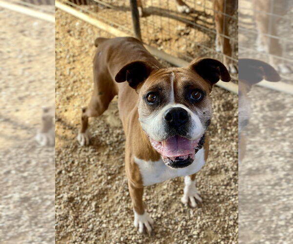 Medium Photo #5 Boxer Puppy For Sale in Austin, TX, USA
