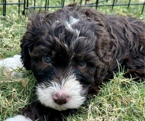 Medium Photo #2 Bernedoodle Puppy For Sale in WEATHERFORD, TX, USA
