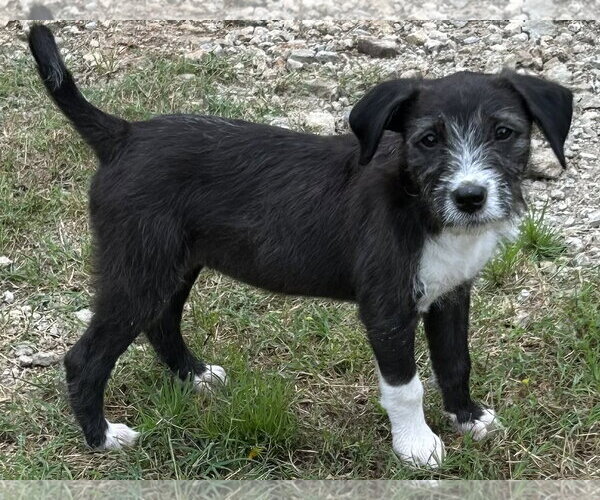 Medium Photo #1 Mutt Puppy For Sale in Rockaway, NJ, USA