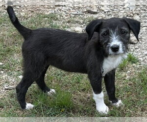 Mutt Dogs for adoption in Rockaway, NJ, USA