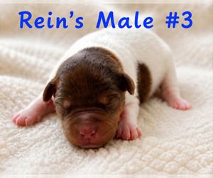 Medium Jack Russell Terrier