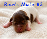 Puppy Male 3 Jack Russell Terrier
