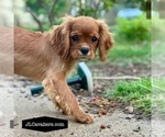 Puppy Paris Cavalier King Charles Spaniel