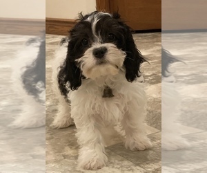 Cavachon Puppy for sale in CANOGA, NY, USA