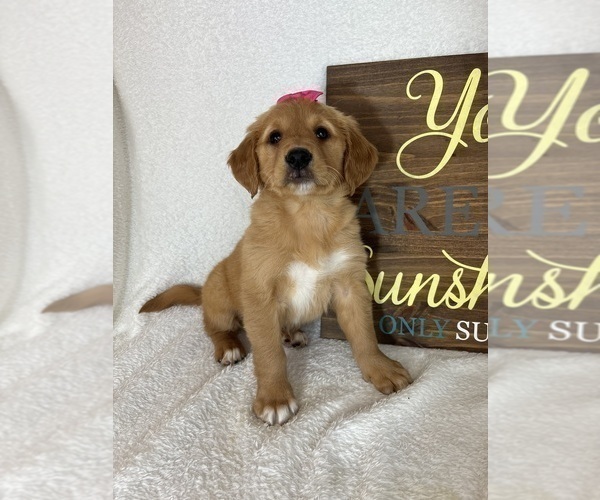 Medium Photo #3 Golden Retriever Puppy For Sale in GREENFIELD, IN, USA