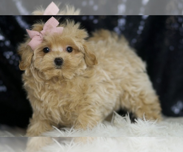 Medium Photo #3 Maltipoo Puppy For Sale in WARSAW, IN, USA