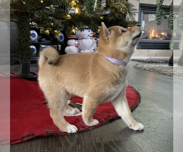 Medium Photo #8 Shiba Inu Puppy For Sale in SNOHOMISH, WA, USA