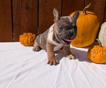 Small Photo #34 French Bulldog Puppy For Sale in GOSHEN, IN, USA