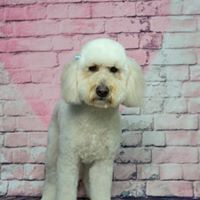 Medium Photo #1 Goldendoodle (Miniature) Puppy For Sale in SHELBY TOWNSHIP, MI, USA