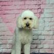 Small Photo #1 Goldendoodle (Miniature) Puppy For Sale in SHELBY TOWNSHIP, MI, USA