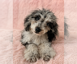 Small #6 Cavapoo (Miniature)