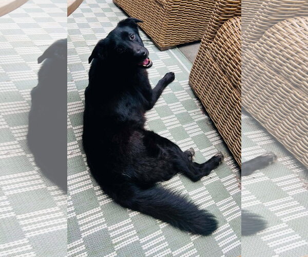 Medium Photo #4 Border Collie-Unknown Mix Puppy For Sale in Germantown, OH, USA