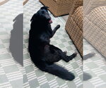 Small Photo #4 Border Collie-Unknown Mix Puppy For Sale in Germantown, OH, USA